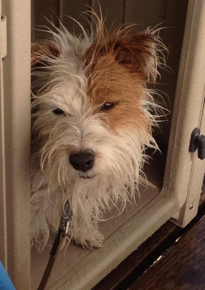 やさぐれジャック