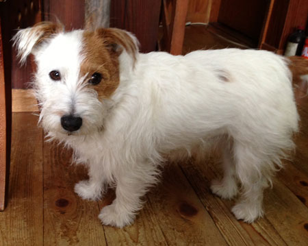 ジャックラッセルテリア