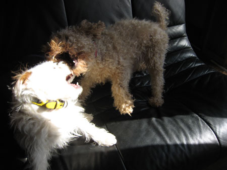 モカとジャック