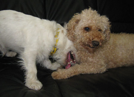 ジャックとモカ