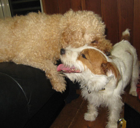 ジャックとモカ