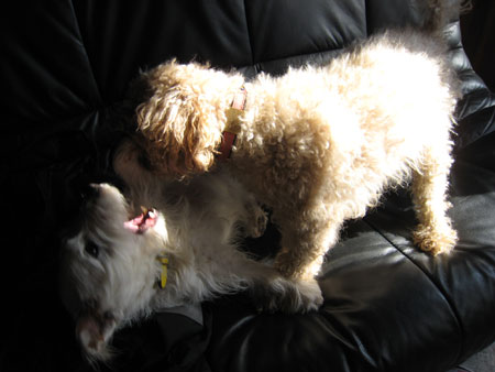 ジャックとモカ