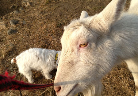 ヤギのメイ