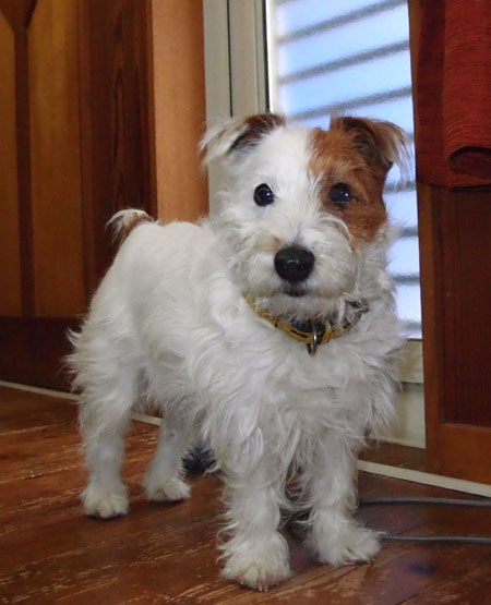 ジャックラッセルテリア