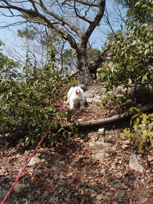 ジャックの登山