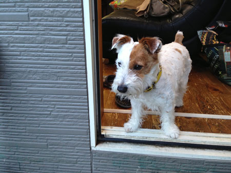 ジャックの散髪