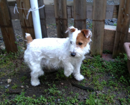 ジャックの散髪