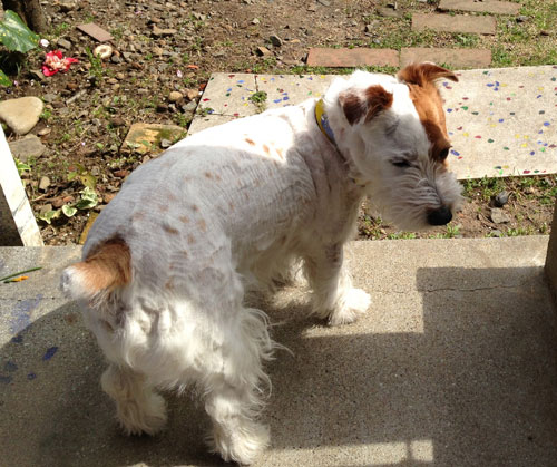 虎刈りジャック