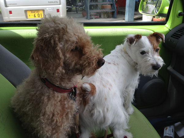 ジャックとモカ