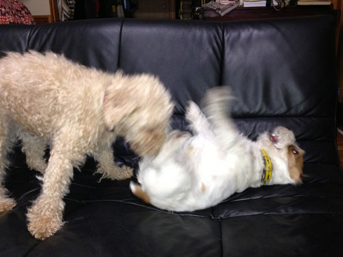 モカとジャック