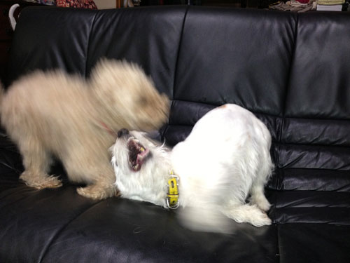 モカとジャック