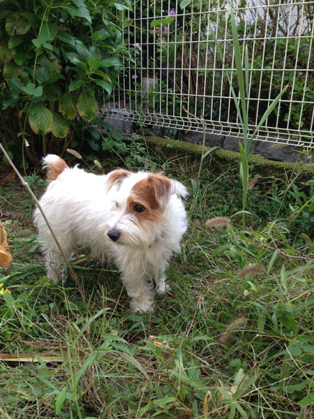 見回りジャック