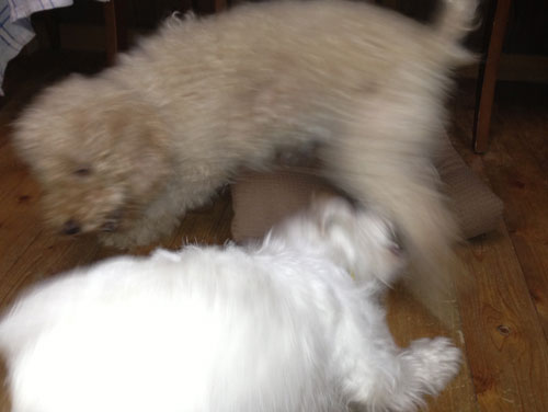 モカとジャック