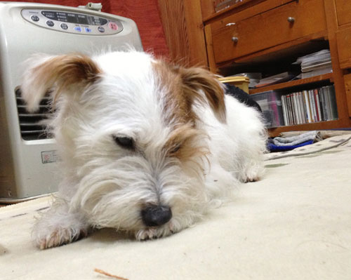 ジャックラッセルテリア