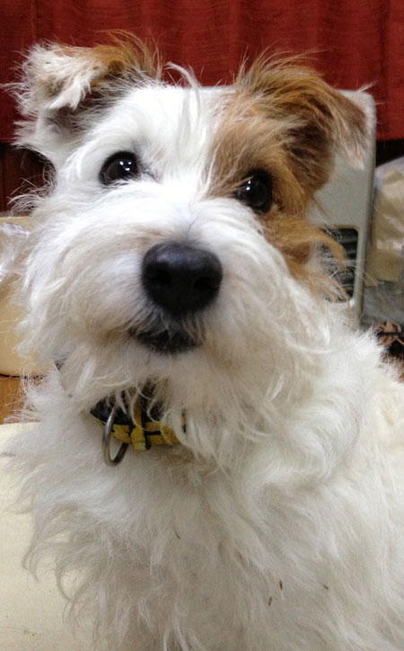 ジャックラッセルテリア