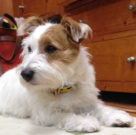 ジャックラッセルテリア