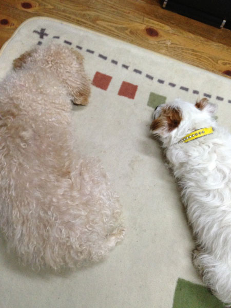 モカとジャック