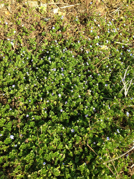 オオイヌノフグリ