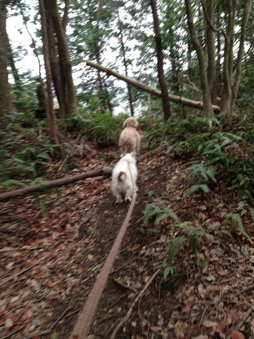 ジャックとモカ