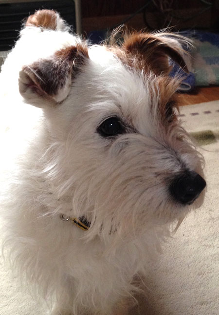 ジャックラッセルテリア