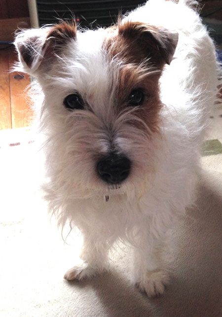 ジャックラッセルテリア