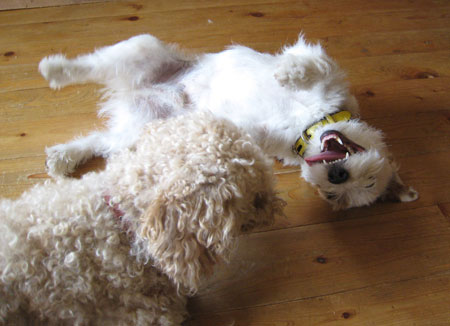 ジャックラッセルテリア