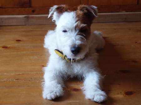 ジャックラッセルテリア