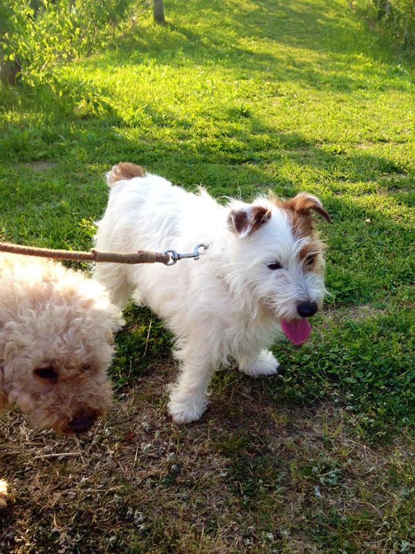 ジャックとモカ