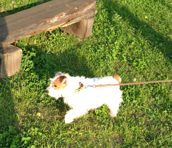 ジャックラッセルテリア