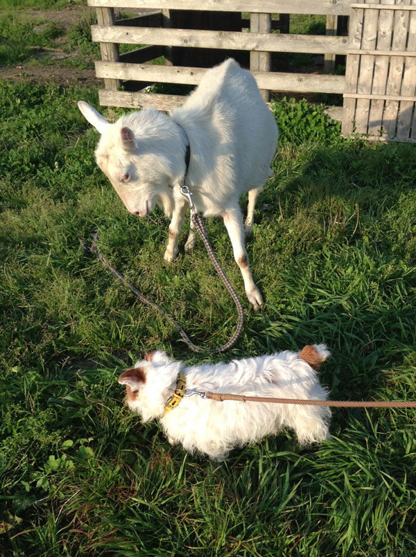 ジャックとメイ