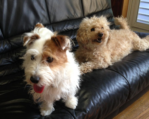 ジャックとモカ