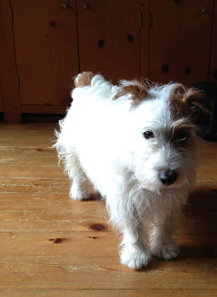 ジャックラッセルテリア