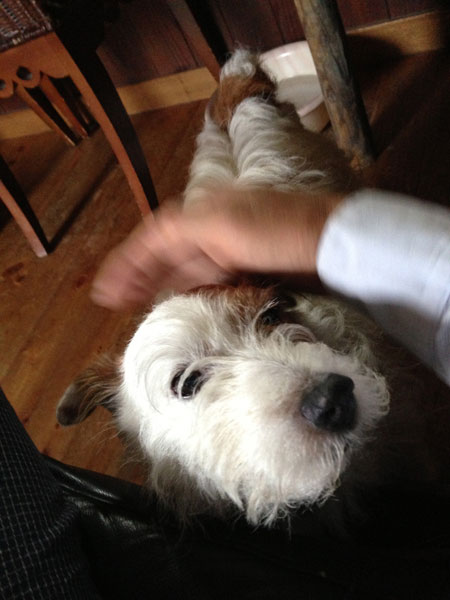 ジャックラッセルテリア