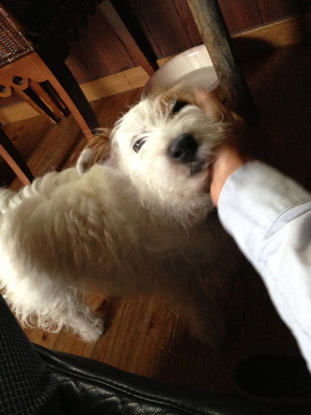 ジャックラッセルテリア