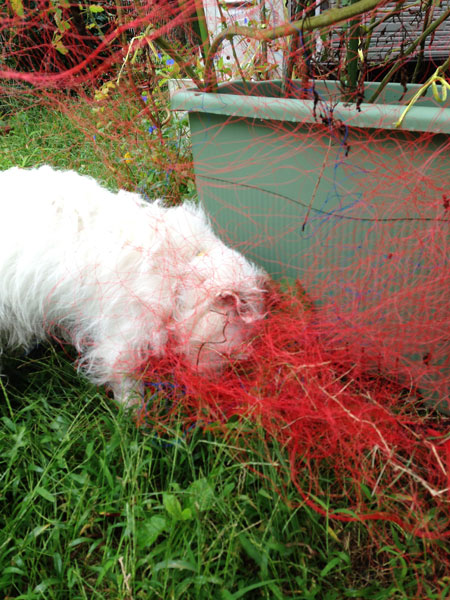 網にかかるジャック