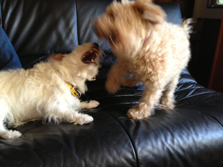 モカとジャック