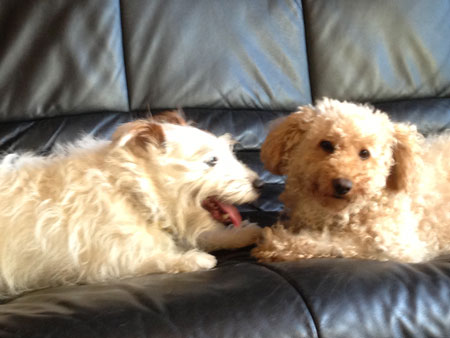 モカとジャック