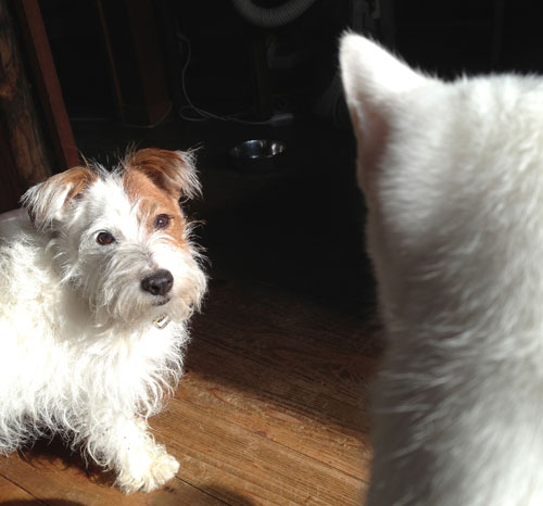 ジャックとニーム