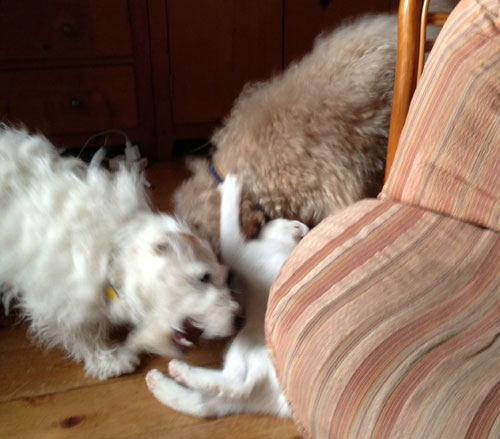 ジャックとモカとニーム