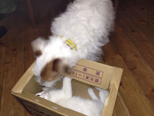 ジャックとニーム