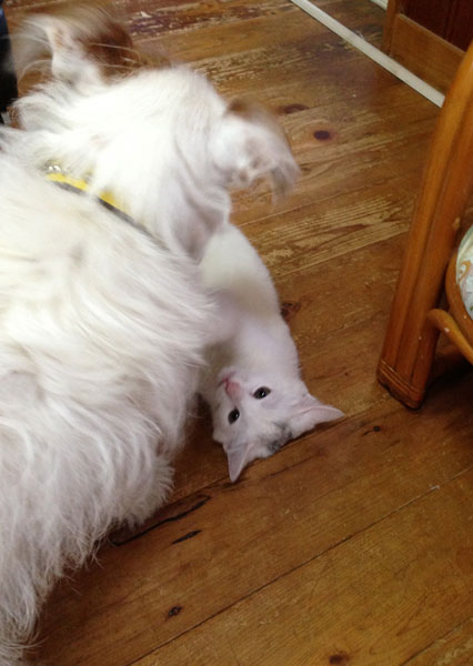 ニームとジャック