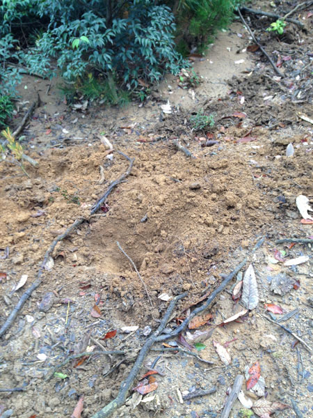 いのししの掘り跡