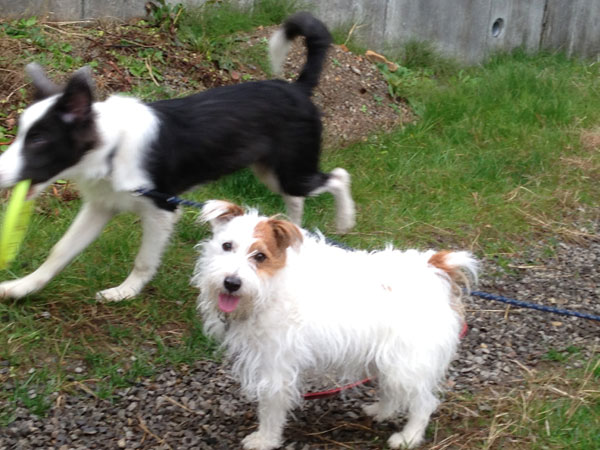 ヘンプとジャック