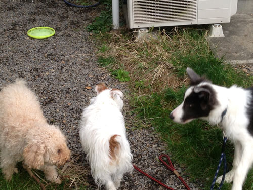 ヘンプ、ジャック、モカ