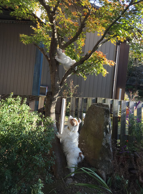 ニームの木登り