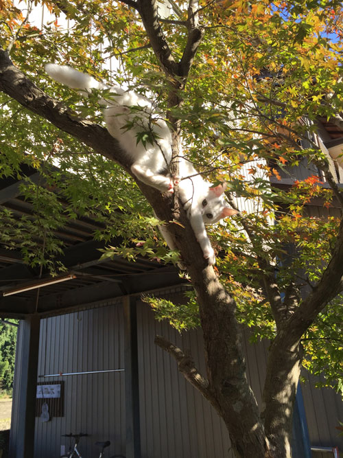 ニームの木登り