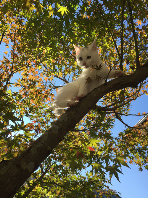 ニームの木登り