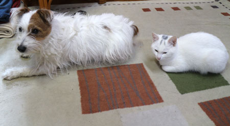 ニームとジャック