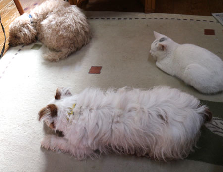 ホットカーペット