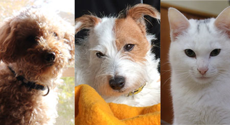 モカジャックニーム